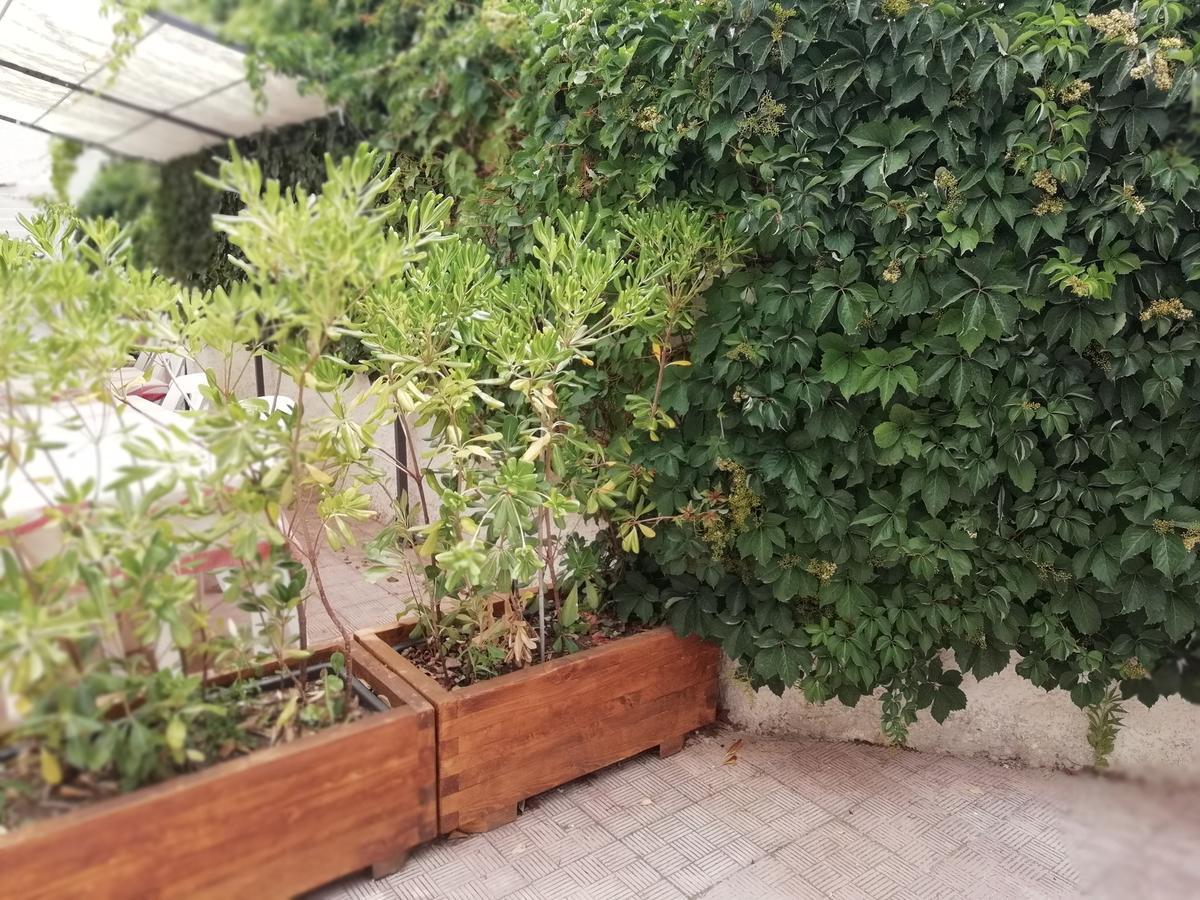 Stella Marina Diffuso -